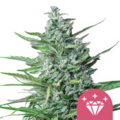 Royal Queen Seeds Special Kush semi di cannabis femminizzati (confezione 5 semi)