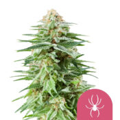 Royal Queen Seeds White Widow semi di cannabis femminizzati (confezione 3 semi)