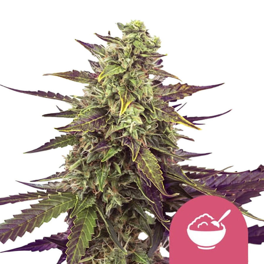 Royal Queen Seeds Cereal Milk semi di cannabis femminizzati (confezione 3 semi)