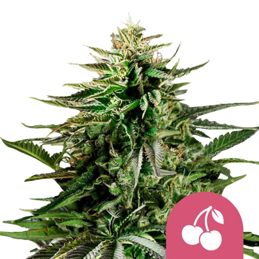 Royal Queen Seeds Cherry Pie semi di cannabis femminizzati (confezione 5 semi)