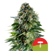 Royal Queen Seeds Corkscrew Auto semi di cannabis autofiorenti (confezione 3 semi)