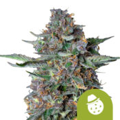 Royal Queen Seeds Do-si-dos Auto semi di cannabis autofiorenti (confezione 5 semi)