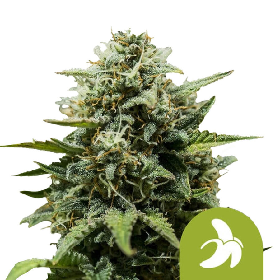 Royal Queen Seeds Fat Banana Auto semi di cannabis autofiorenti (confezione 3 semi)