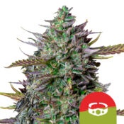 Royal Queen Seeds GOAT'lato Auto semi di cannabis autofiorenti (confezione 5 semi)