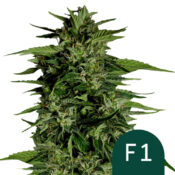 Royal Queen Seeds Hyperion F1 semi di cannabis autofiorenti (confezione 3 semi)