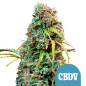 Royal Queen Seeds Royal CBDV semi di cannabis autofiorenti (confezione 3 semi)