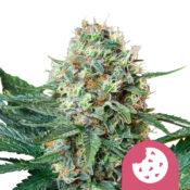 Royal Queen Seeds Royal Runtz semi di cannabis femminizzati (confezione 5 semi)