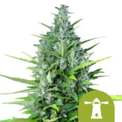 Royal Queen Seeds Royal Haze semi di cannabis autofiorenti (confezione 3 semi)