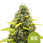 Royal Queen Seeds Royal Runtz Auto semi di cannabis autofiorenti (confezione 3 semi)