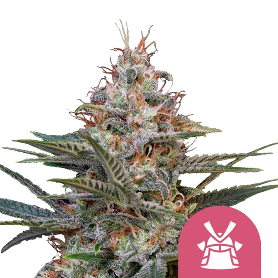 Royal Queen Seeds Shogun semi di cannabis femminizzati (confezione 5 semi)