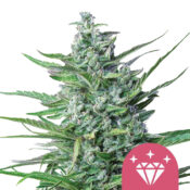 Royal Queen Seeds Special kush 1 semi di cannabis femminizzati (confezione 3 semi)