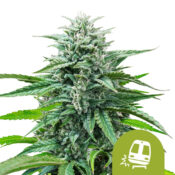 Royal Queen Seeds Trainwreck Auto semi di cannabis autofiorenti (confezione 3 semi)
