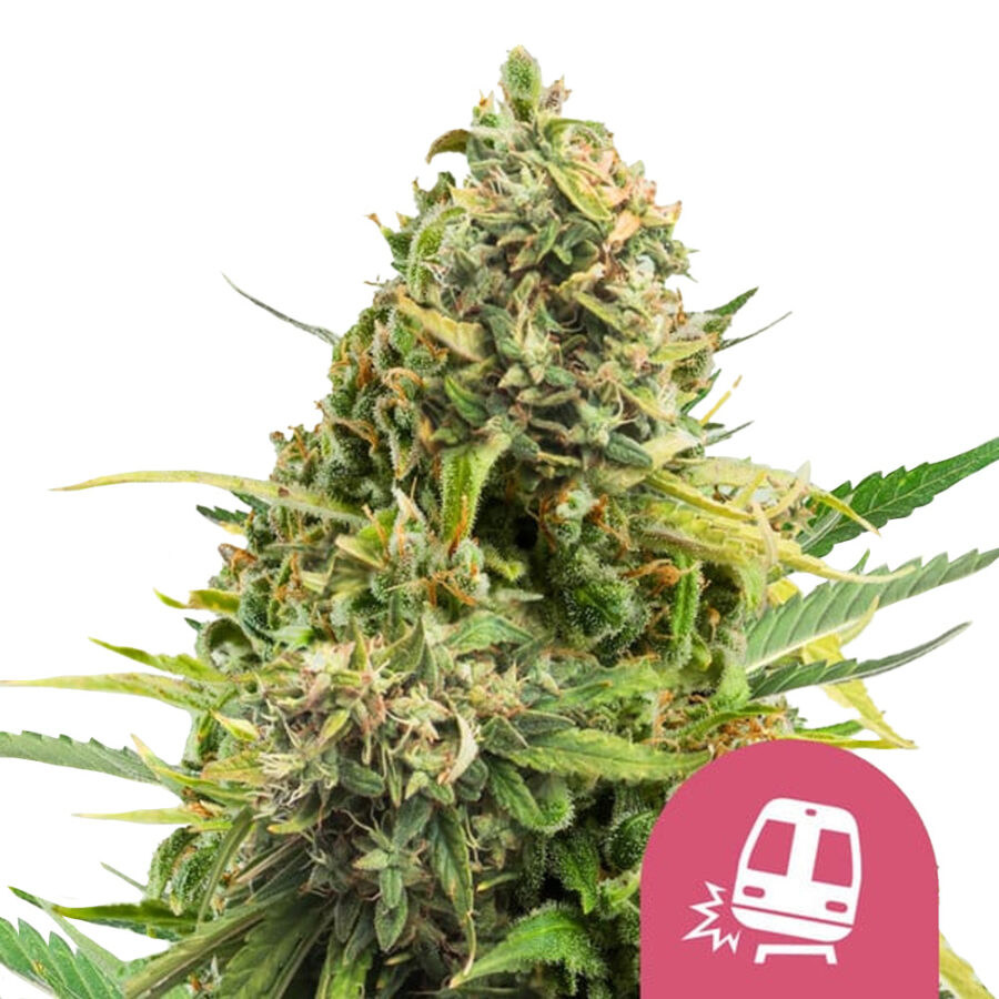 Royal Queen Seeds Trainwreck semi di cannabis femminizzati (confezione 3 semi)