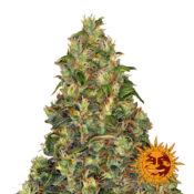 Barney's Farm Amnesia Haze Auto semi di cannabis autofiorenti (confezione 3 semi)