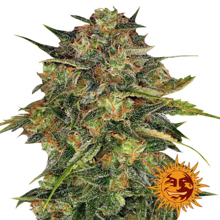 Barney's Farm Cheese semi di cannabis femminizzati (confezione 5 semi)