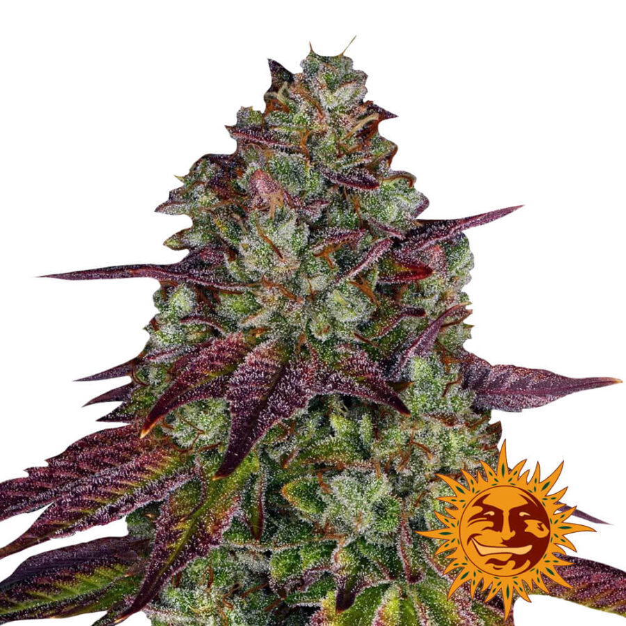 Barney's Farm Mimosa EVO semi di cannabis femminizzati (confezione 3 semi)
