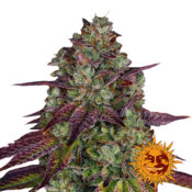 Barney's Farm Mimosa EVO semi di cannabis femminizzati (confezione 5 semi)