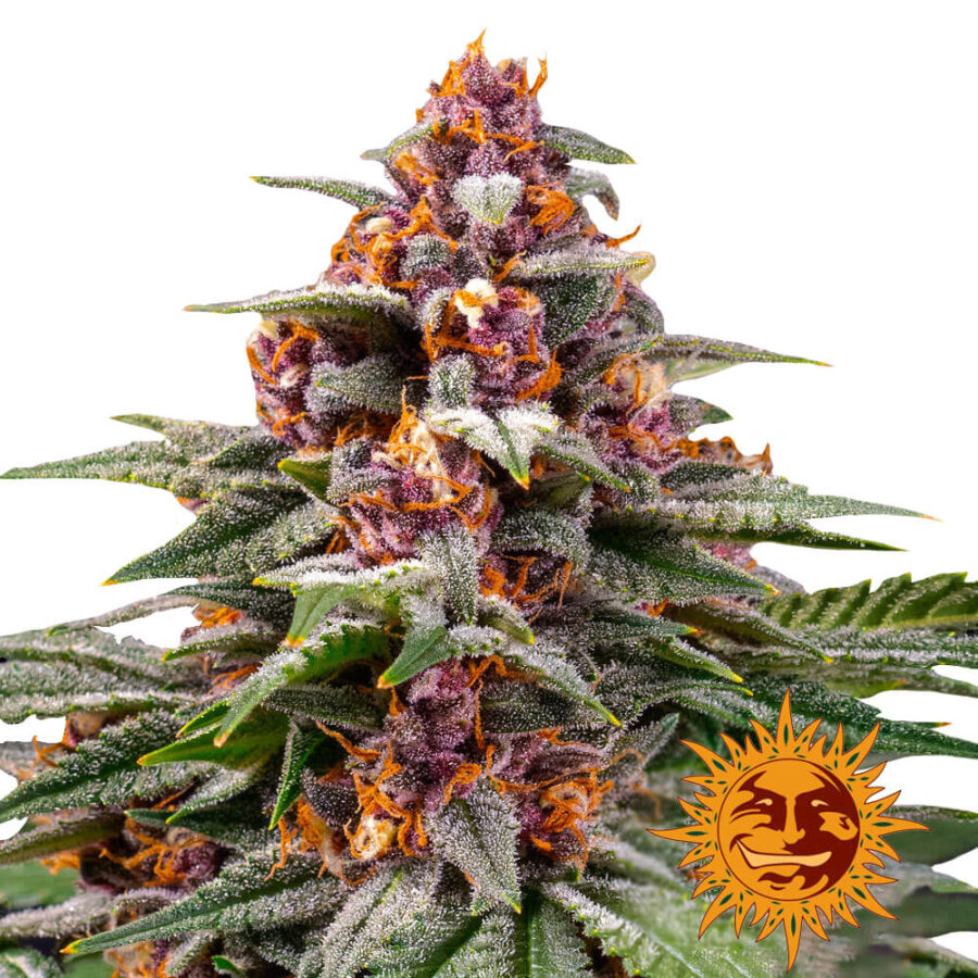 Barney's Farm Runtz Auto semi di cannabis autofiorenti (confezione 3 semi)