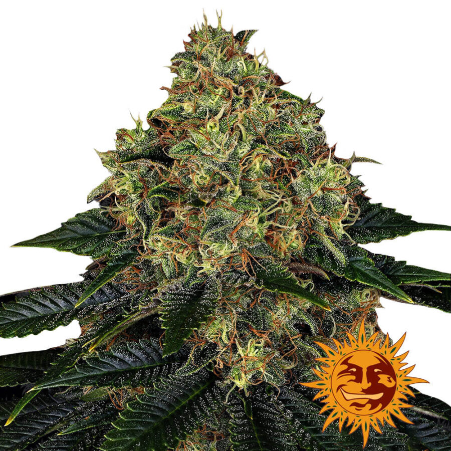 Barney's Farm Skywalker OG Auto semi di cannabis autofiorenti (confezione 5 semi)