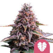 Royal Queen Seeds Pink Minst semi di cannabis femminizzati (confezione 3 semi)