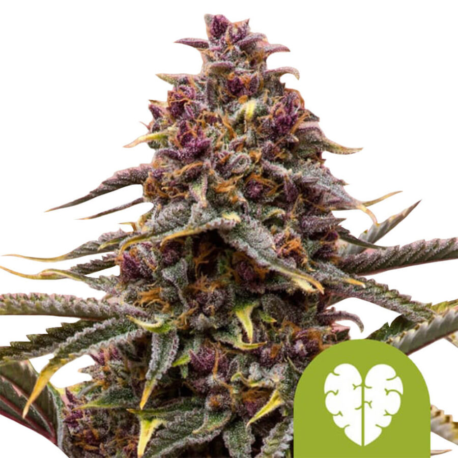 Royal Queen Seeds Pink Mist Auto semi di cannabis autofiorenti (confezione 3 semi)