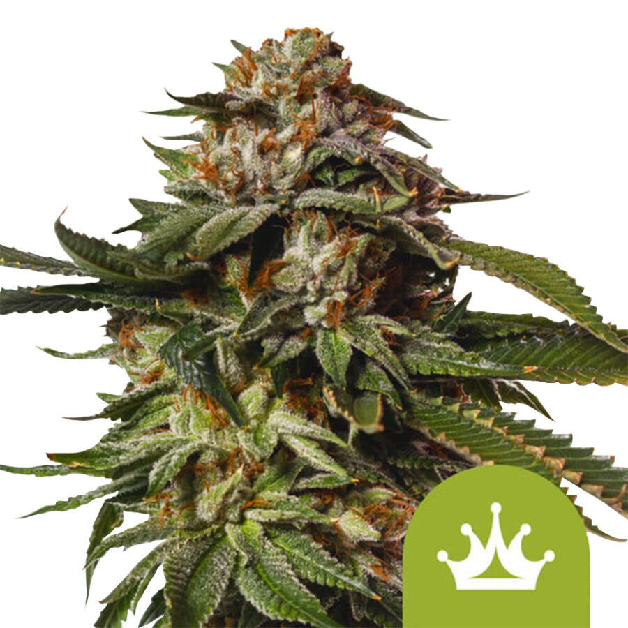 Royal Queen Seeds Special Queen 1 Auto semi di cannabis autofiorenti (confezione 5 semi)