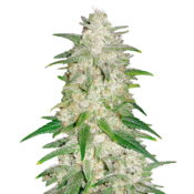 Fast Buds - Gelato Automatic (3graines/paquet)
