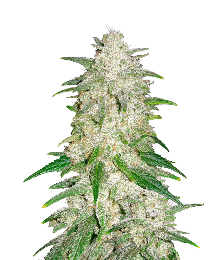 Fast Buds - Gelato Automatic (5graines/paquet)