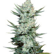 Fast Buds - Tangie'Matic (3graines/paquet)