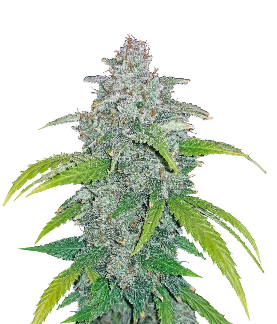 Fast Buds - Blue Dream 'Matic (3graines/paquet)