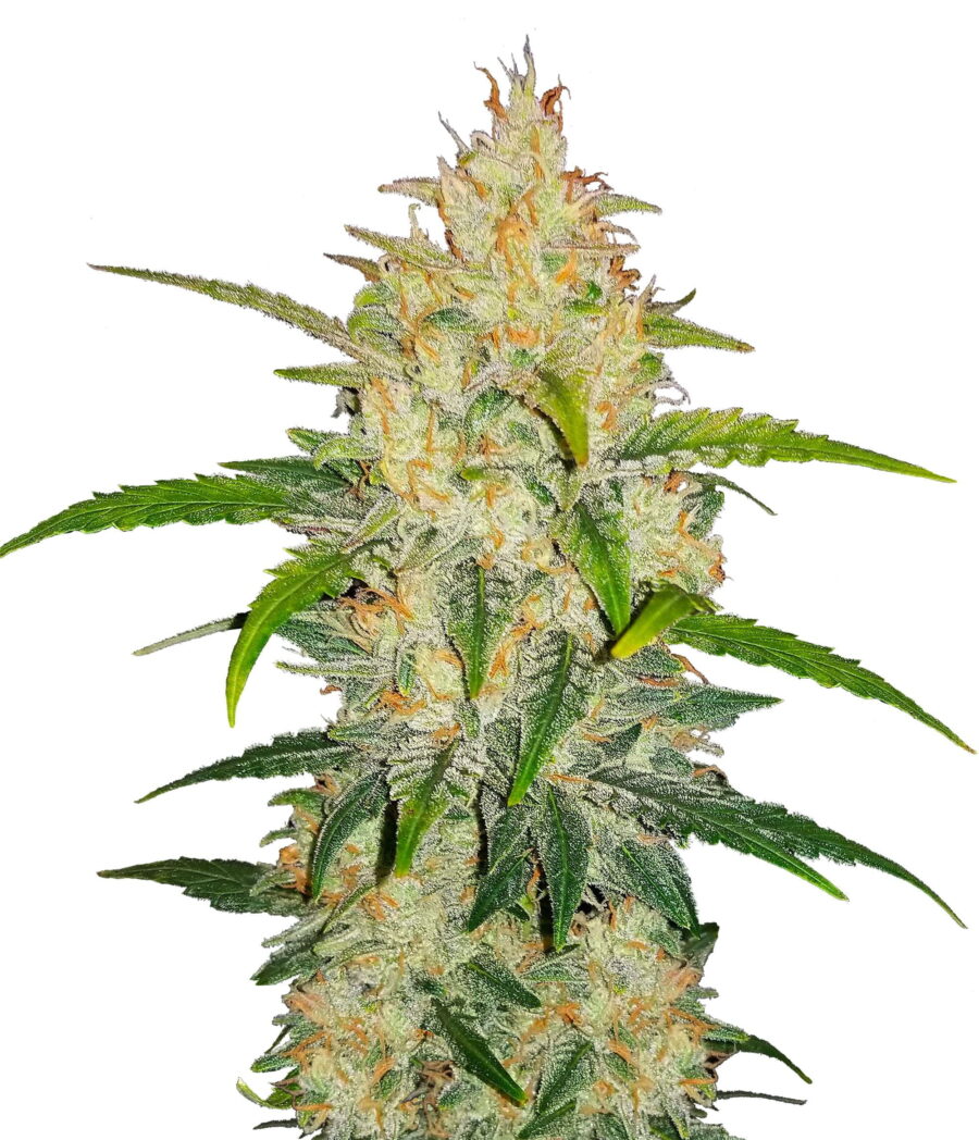 Fast Buds - Zkittlez Automatic (3graines/paquet)