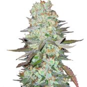 Fast Buds - G14 Automatic (5graines/paquet)