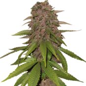 Fast Buds - C4 Automatic (5graines/paquet)