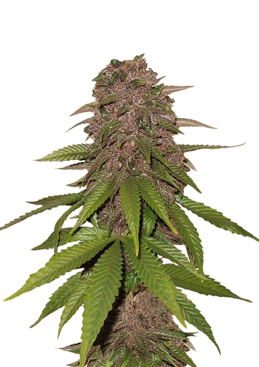 Fast Buds - C4 Automatic (3graines/paquet)