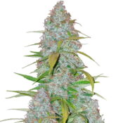 Fast Buds - Californian Snow (5graines/paquet)