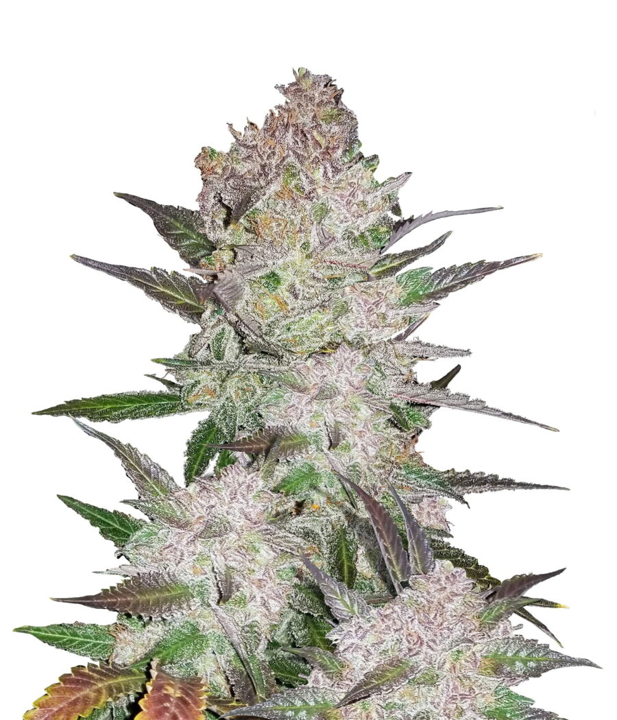 Fast Buds - Cream Cookies (3graines/paquet)