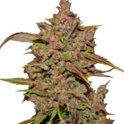 Fast Buds - Crystal Meth Automatic (5graines/paquet)