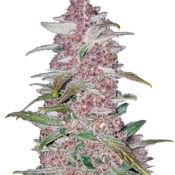 Fast Buds - Blackberry Automatic (5graines/paquet)