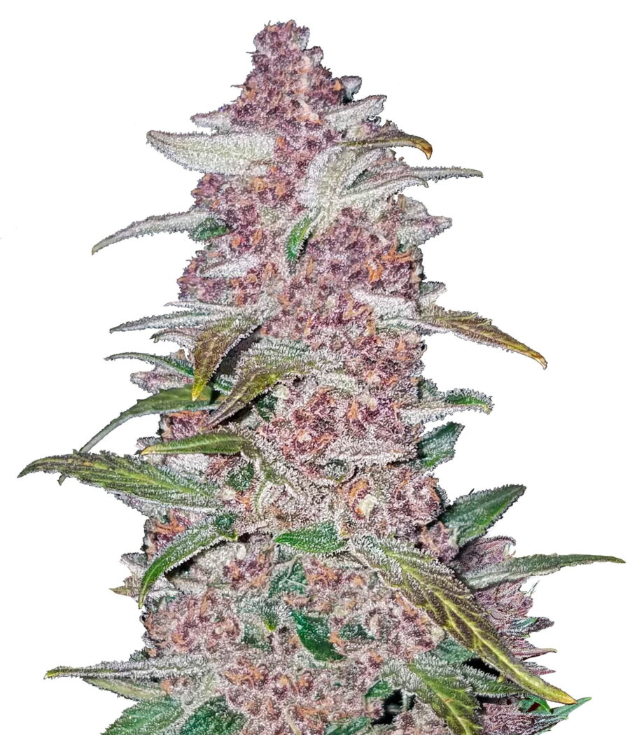 Fast Buds - Blackberry Automatic (5graines/paquet)