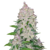 Fast Buds - Stardawg Automatic (3graines/paquet)