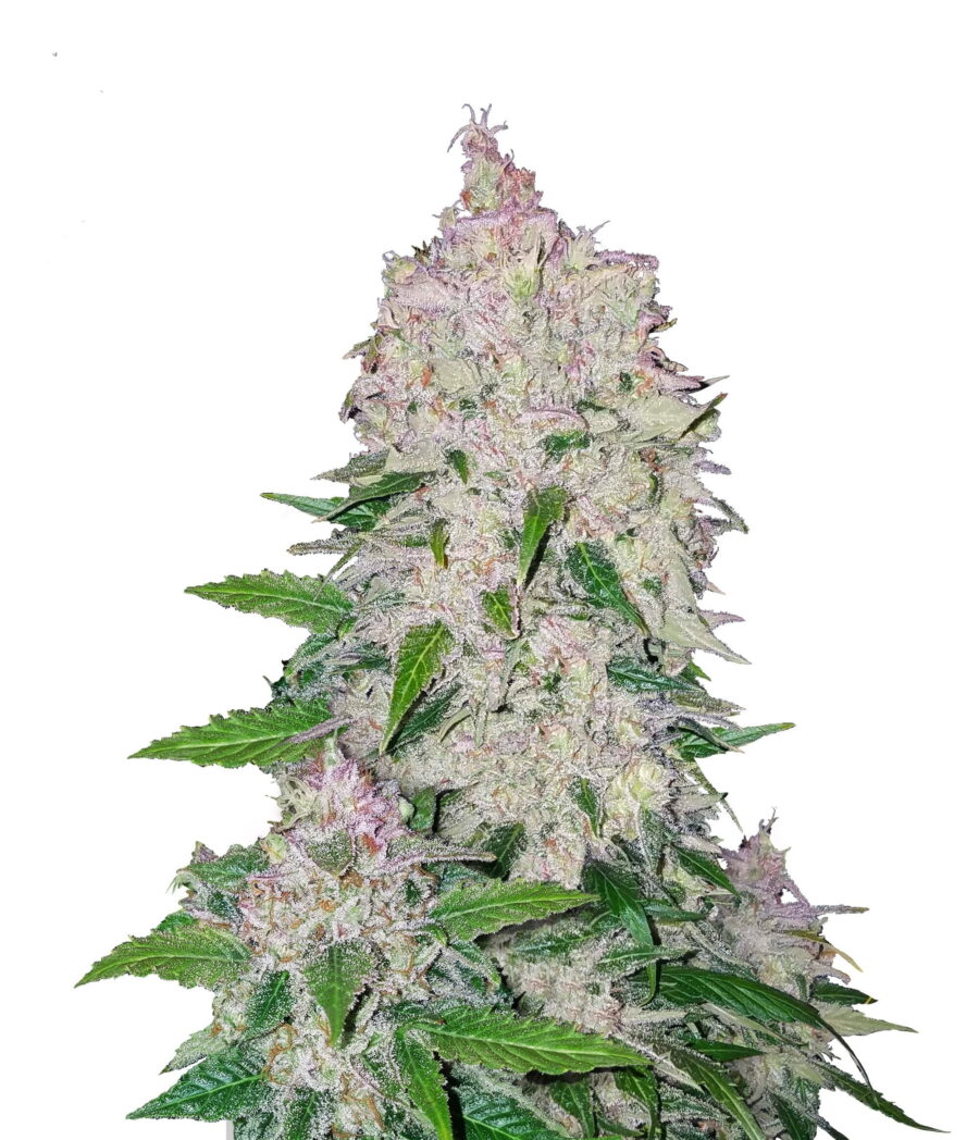 Fast Buds - Stardawg Automatic (5graines/paquet)