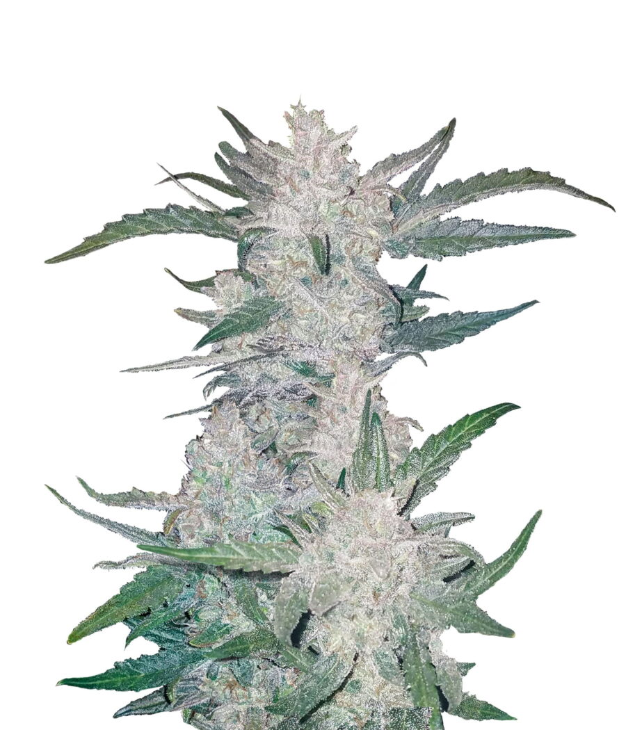 Fast Buds - Mexican Airlines Automatic (5graines/paquet)