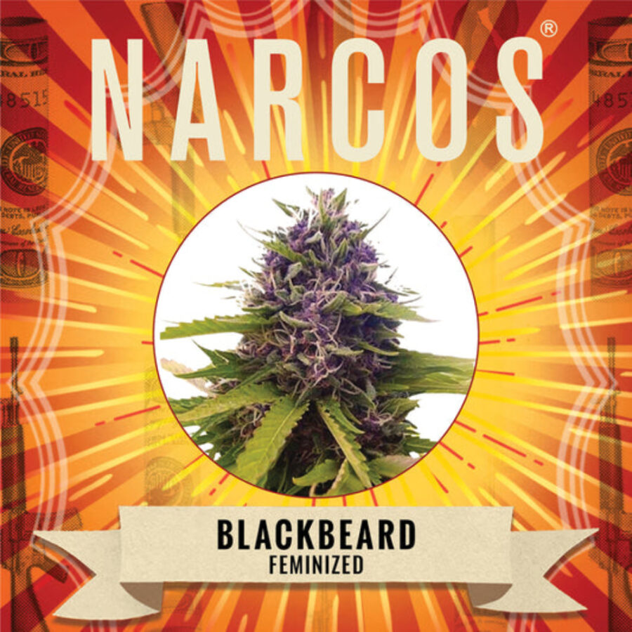 Narcos Blackbeard Féminisée (Pack de 5 graines)
