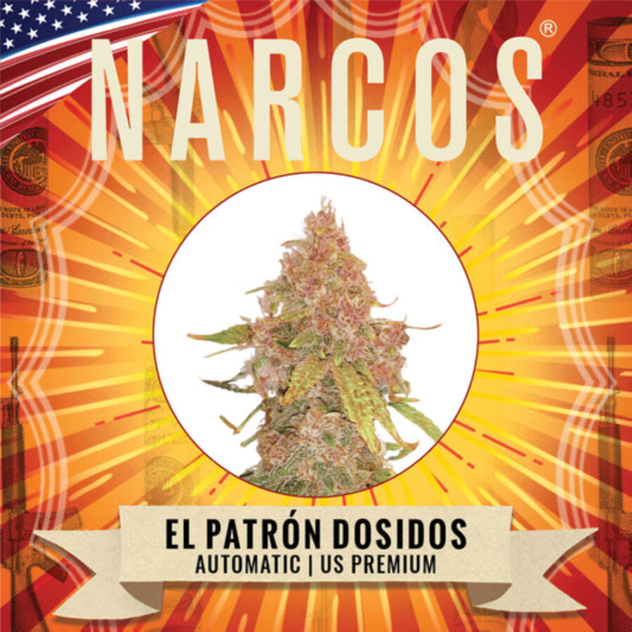 Narcos El Patrón Dosidos Autofloraison (Pack de 3 graines)