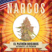 Narcos El Patrón Dosidos Autofloraison (Pack de 5 graines)