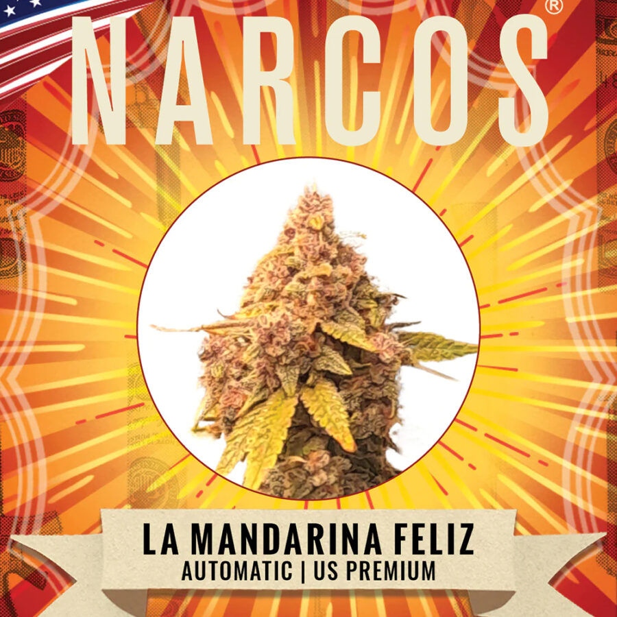 Narcos La Mandarina Feliz Autofloraison (Pack de 3 graines)