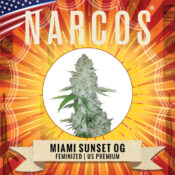 Narcos Miami Sunset OG Féminisée (Pack de 3 graines)