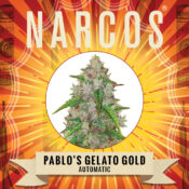 Narcos Pablo's Gelato Gold Autofloraison (Pack de 3 graines)