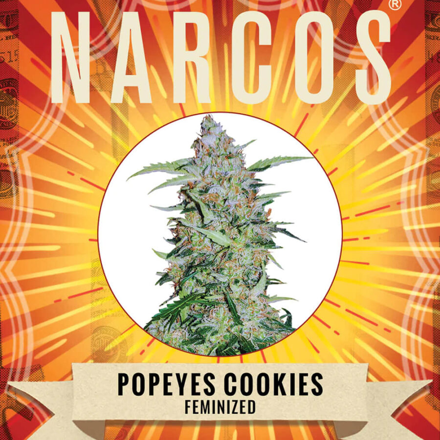 Narcos Popeyes Cookies Féminisée (Pack de 3 graines)
