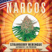 Narcos Strawberry Merengue Autofloraison (Pack de 3 graines)